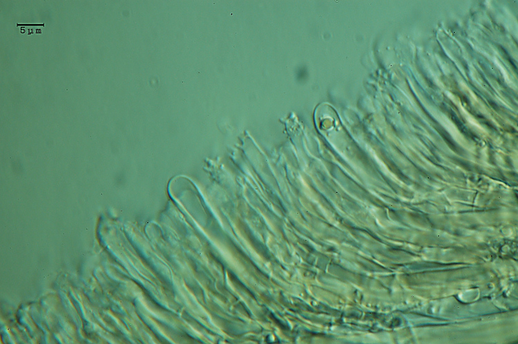 Stereum sp. (Stereum insignitum)